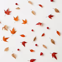 autumn leaves are scattered across a white background