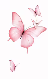 two pink butterflies flying together in a sky