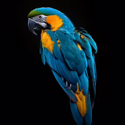 a parrot that is perched on top of a rock