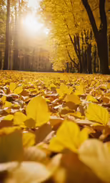 a park with many trees and some leaves