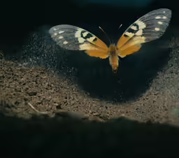 a close up of a yellow and black butterfly
