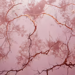 some tree branches with bare leaves and pink sky in the background