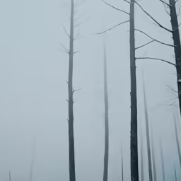 a foggy forest filled with trees and a bench