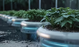a row of potted plants sitting on the ground