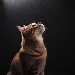 a brown cat is looking up in the air