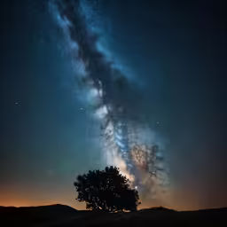 a tree and a milky behind it