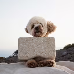 a dog that is sitting on top of some rocks