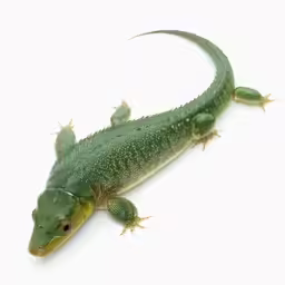 a green lizard is on the white surface