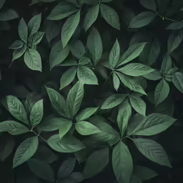 the top part of a large bunch of green leaves