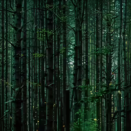trees filled with green leaves standing next to each other