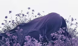 purple flowers surround a black blanket covering the head of a woman