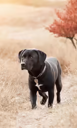 a black dog is standing in an open field