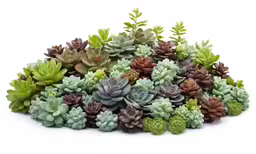 a pile of different types of plants are shown