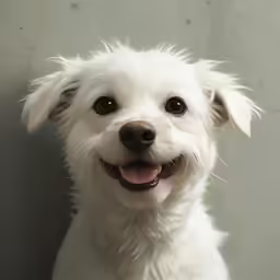 the small dog smiles very happy while sitting down
