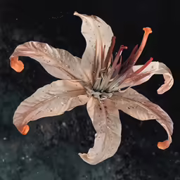the petals of a flower are covered with drops of water