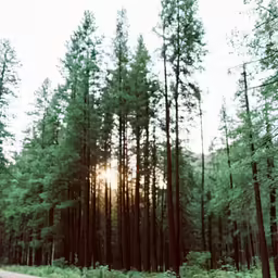 a truck traveling through a lush green forest