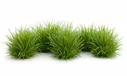 grass and small leaves on a white surface