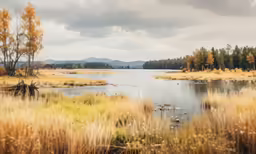 a body of water surrounded by trees and a few birds