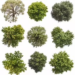 a bunch of different trees in various types