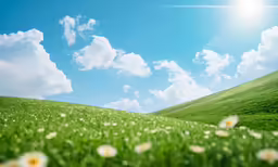 there is a field with white flowers in the grass