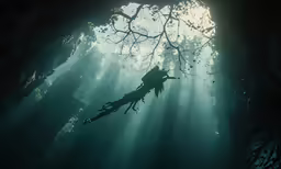 an image of sunlight shining into the forest