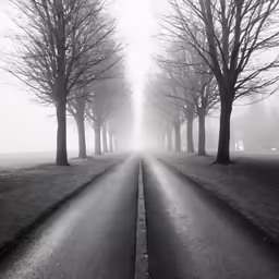 a foggy and road lined with trees