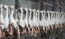 meat hanging from racks in a kitchen that is covered with white frost