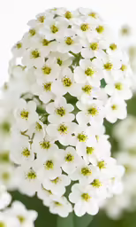a white flower with many white flowers on top of it
