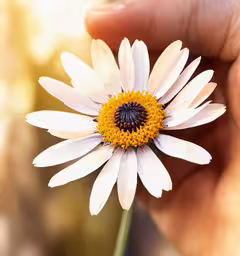 a small white flower with yellow centers being held,someone holding up a small white daisy in their hand