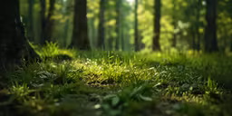 a forest filled with green grass and tall trees