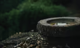 the tire sits on top of leaves in front of a bush