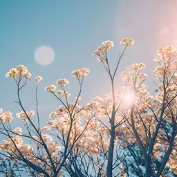 white flowers and the sun shining through them