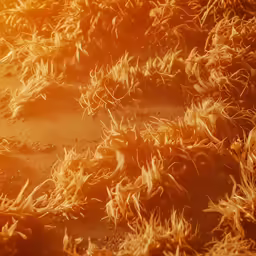 the bright yellow grass is looking very fuzzy