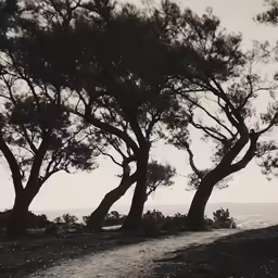 an old photo of trees and dirt trail