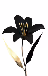 an image of black flower with yellow tips