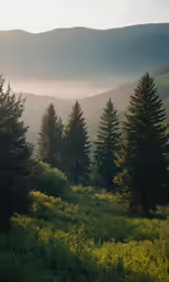 a grassy field with lots of green trees in the middle