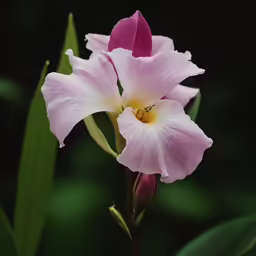 two pink flowers with a yellow stamen on top