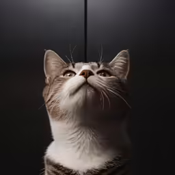 a cat sticking his head above its ear