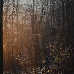 a photograph of the light in the woods