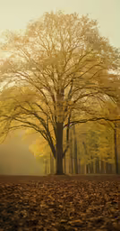 a lone bench is situated beneath a large, autumn tree