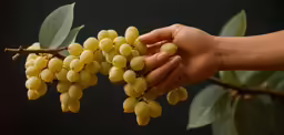 a hand holding green seed pods on top of a tree