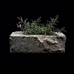 some green plants are growing out of the rock