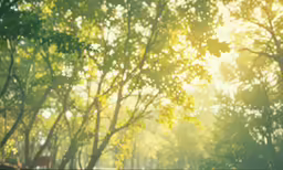 sunlight shines through the trees on a sunny day