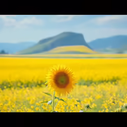 a large sunflower in a field of yellow flowers