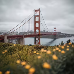 a golden gate bridge on an overcast day with yellow flowers around it