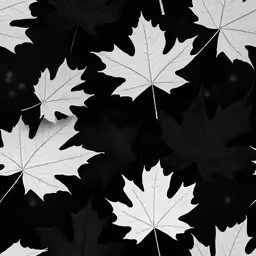 a group of leaf shapes on a black background