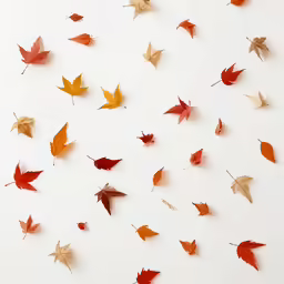 various leaves falling in the air on a white background