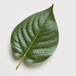 a large green leaf is lying on the ground