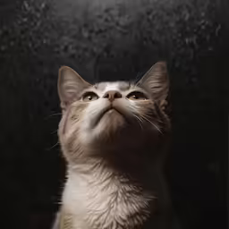 a close up photo of a cat looking at something