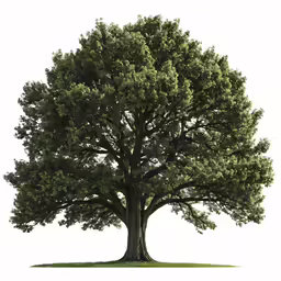a very big tree in front of a white background